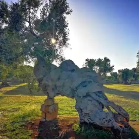 Trullo L'ulivo Vakantiehuis