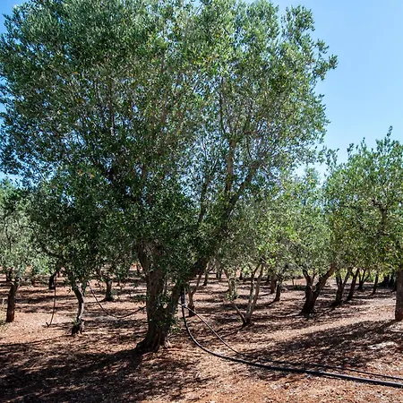 Trullo L'ulivo * أوستوني